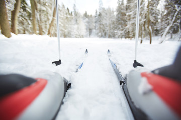 Sticks and skis of active skier during training in winter forest on weekend