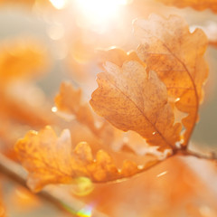 Fototapeta na wymiar oak branch with autumn brown leaves in the sun