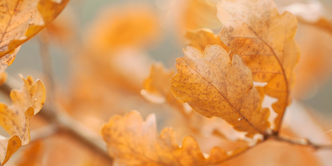 oak branches with beautiful autumn brown leaves