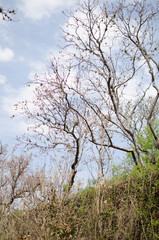 peña del aire, hidalgo mexico pasaje verde con arboles, cañadas y rocas, algunos nopales con espinas