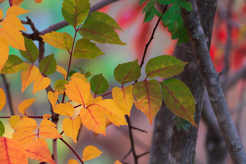 Fototapeta premium 山地の紅葉