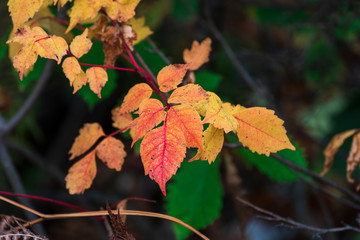 山地の紅葉