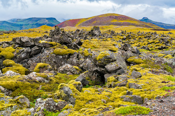 Typical view of icelandic mossy lava field