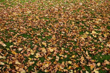 Fallen Autumn Leaves in a Scottish Field