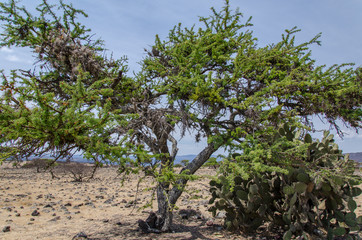 PEÑA DEL AIRE HIDALGO ARBOL DESIERTO NOPAL ESPINAS 