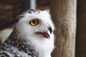 Close-up of a snowy owl (Bubo scandiacus) with big yellow eye and open beak