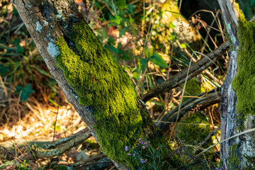 mousse sur une branche 