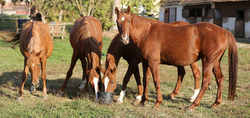 Young horses enjoys sunbathing in a warm summer day
