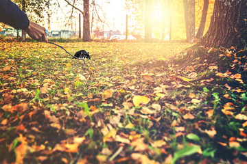 Domestic cat sitting on the ground and playing with a twig in hand of a man