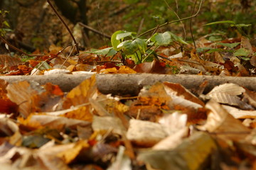 forest in autumn