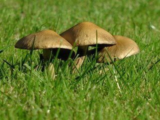 Toadstools and Green Grass in the Sunshine