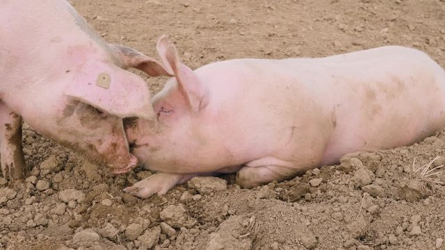 some pigs are lazing in the dirt