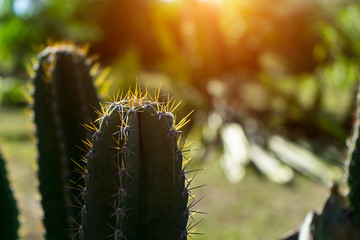 Close up cactus tree.