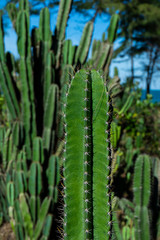 Close up cactus tree.