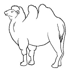 Outline bactrian camel
