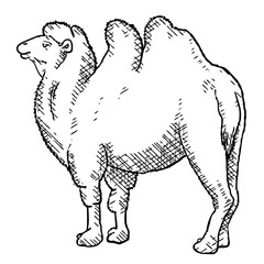 Black bactrian camel