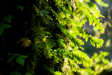 Moss in Doi Inthanon Rainforest, Chiang Mai, Thailand
