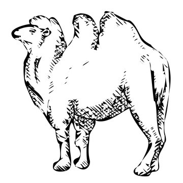 stylized bactrian camel