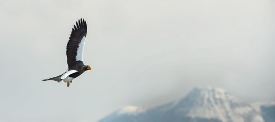 Adult Steller's sea eagle in flight. Winter Mountain background. Scientific name: Haliaeetus pelagicus. Natural Habitat. Winter Season.