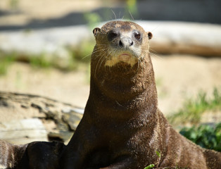Fototapeta premium nutria