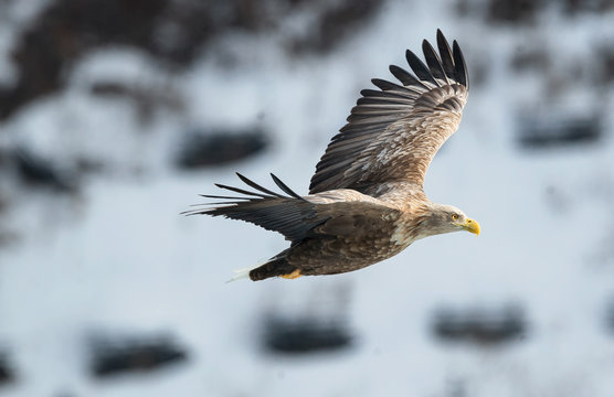 Adult White tailed eagle in flight. On Winter background. Scientific name: Haliaeetus albicilla, the ern, erne, gray eagle, Eurasian sea eagle and white-tailed sea-eagle. Winter season.