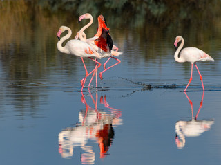 Greater Flamingos with Reflection Walking with Open Wings
