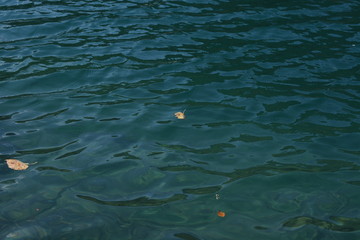 lonely autumn leaf floating on water