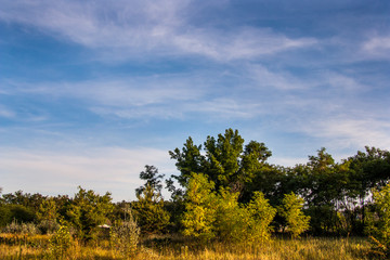 Obraz premium trees and blue sky