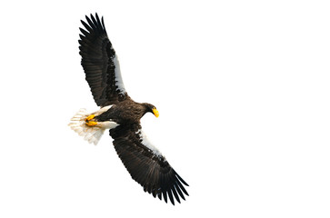 Adult Steller's sea eagle in flight. Isolated on White background. Scientific name: Haliaeetus pelagicus. Natural Habitat. Winter Season.
