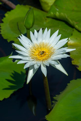 Close up of waterlily flower