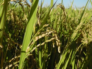 Closeup view of  rice ears