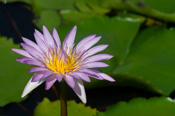 Close up of waterlily flower