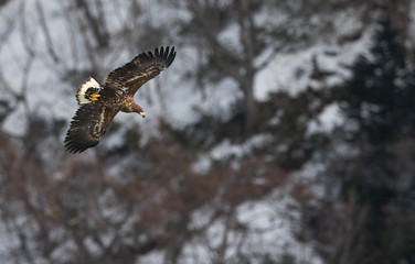 Juvenile White tailed eagle in flight. The slope of the mountain in the background. Scientific name: Haliaeetus albicilla, also known as the ern, erne, gray eagle, white-tailed sea eagle.