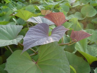 Closeup view of  the Leaf of Sweatpotato