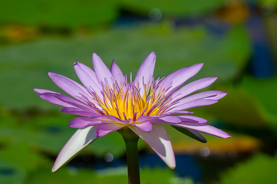 Close up of waterlily flower