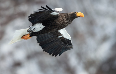 Adult Steller's sea eagle in flight. Winter Mountain background. Scientific name: Haliaeetus pelagicus. Natural Habitat. Winter Season.