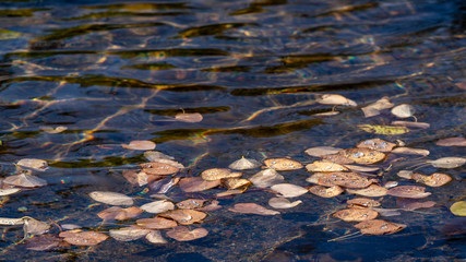 ripples in water with autumn leaves