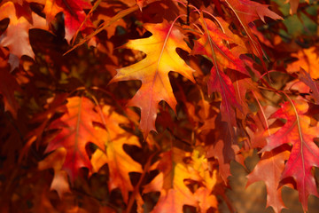 Scarlet Oak  Cropped Shot. Close Up Of Pin Oak. Red Leaves. Cropped Shot Of Autumn Tree. Autumn Nature Background. Colorful Background Of Natural Autumn Foliage. 
