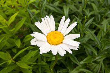 Fototapeta premium daisy in grass