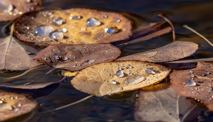 Autumn leaves floating in water closeup of drops on leaves.