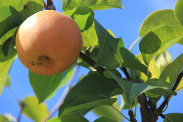 Korean Pear Tree with Fruit