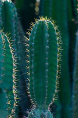 Close up cactus tree.