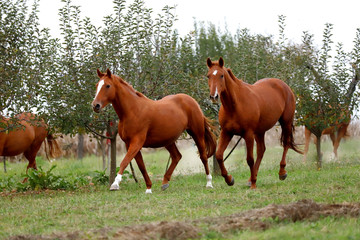 Fototapeta premium Peaceful idyllic landscape with young chestnut mares on the hill
