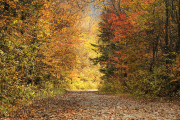 Autumn in the forest