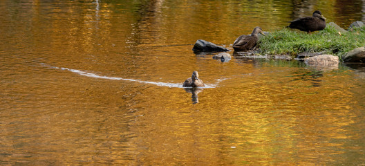 duck swimming in lake with autumn colours in water, no people
