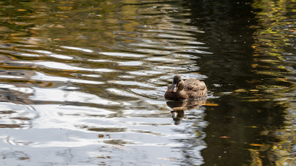 duck in the water in autumn
