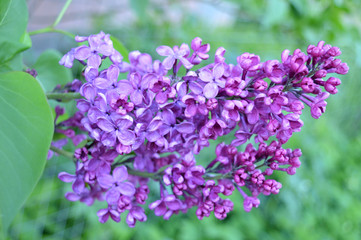 Obraz na płótnie Canvas purple flowers in the garden