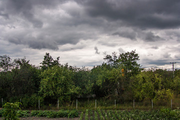 landscape with trees and gray sky