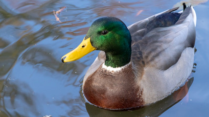 Mallard duck, closeup, no people, water, autumn.
