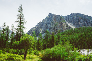 Small cedar against mountain creek in valley against giant rock. Water stream in brook from mountains. Rich vegetation and forest of highlands. Conifer trees. Atmospheric landscape of majestic nature.